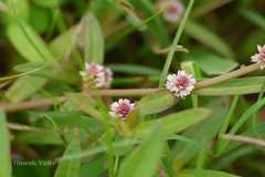 Alternanthera sessilis